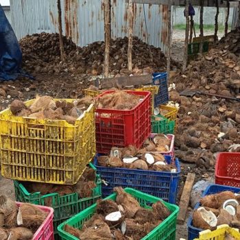 semi husked coconuts Organic Yes Origin Indonesia Degree of Processing Fresh - Imam - Indonesia