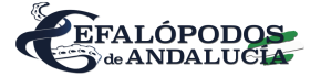 Product - CEFALOPODOS DE ANDALUCIA, SL - Global