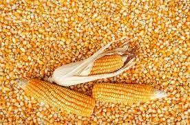 Yellow Corn For Animals - Growlentis Enterprise Limited - Kenya