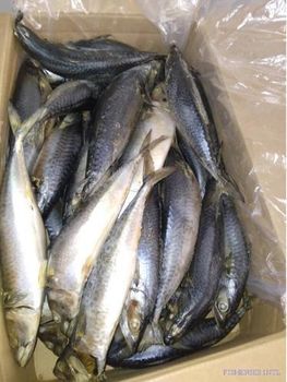 Mackerel - FISHERIES INTL - Mauritania