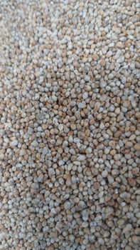 Grains & Cereals Usage Animal Feed And Human Consumption - Smit Exim  - India