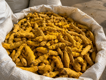 Indian Turmeric Finger and Powder – Export Grade - HarvestHood - India