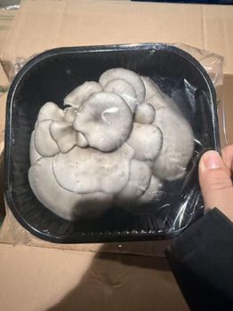 fresh oyster,200g*15, CIF$8.18/KG, PLS contact me via , will send you the details - Shanghai Detan Mushroom&Truffles Co., Ltd. - China