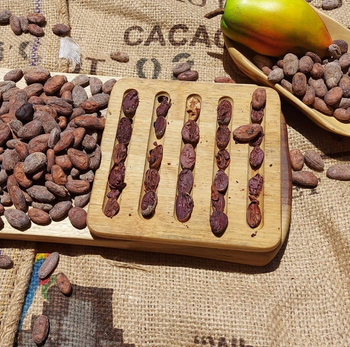 Premium Cocoa – Export Quality Cocoa / Cacao Beans | Honduras Origin | 50kg Bags Sale - Sosa Merchant Solutions - Austria