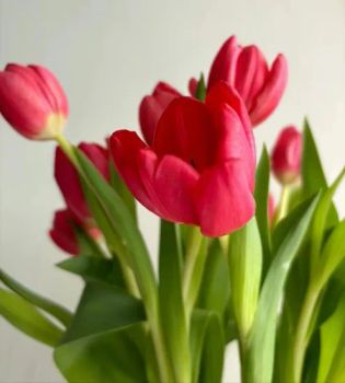 Fresh Cut Tulip Red Wedding Flowers From Kunming Hot Flower - Kunming Gold Petal Co., Ltd. - China