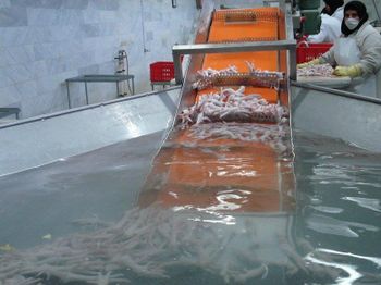 Premium Quality Frozen Chicken Paws Cut paws Fat Content low Meat Content Other Max. Moisture (%) 3 Freshness Level Frozen - MT Trading GmbH - Germany