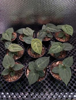 Anthurium Dark Phoenix – product photo, Fresh Flower Bulbs products found from trusted suppliers, wholesalers, manufacturers & exporters Listing
