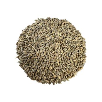 Bulk rye grain wholesale in large stock at cheap factory price - MASI TRADING GMBH - Germany