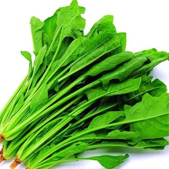 High Quality IQF Chopped Spinach 3/8", Frozen Spinach Chop - YANTAI LAN RUI FOOD IMPORT AND EXPORT CO., LTD. - China