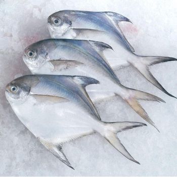 Frozen Silver Pomfret Fish Fresh Frozen Ocean Harvest Selection For Wholesale Seafood Supply And Food Service Buyers - TOSOH INTERNATIONAL - South Africa