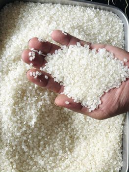 Japonica Rice (Japanese sushi rice) - Hannah Be Sunrise Ins - Vietnam
