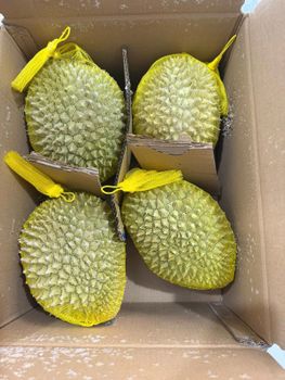 Frozen Whole Durian - TROPIVINA DAKLAK JSC - Vietnam