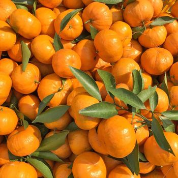 Fresh Mandarin Hand Selected Orchard Citrus Fruit Delivering Balanced Flavor Fresh Aroma And Strong Market Demand - TOSOH INTERNATIONAL - South Africa