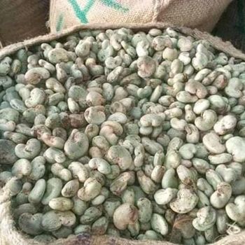 RAW CASHEW NUT WITH SHELLS - AGRO AFRIQUE COMPANY LIMITED - Tanzania