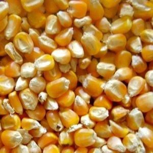 Yellow Corn, White Corn – product photo, Dried White Corn products found from trusted suppliers, wholesalers, manufacturers & exporters Listing