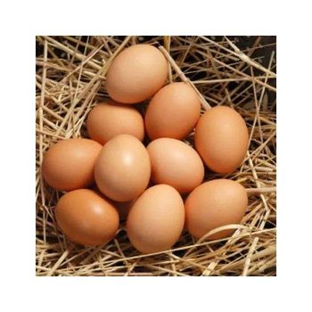 Natural farm eggs brown chicken eggs premium fresh stock bulk export deal - Koto Global Trade SPRL - Belgium