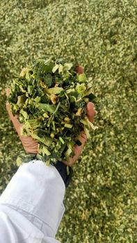 CORN SILAGE - Haroon - India