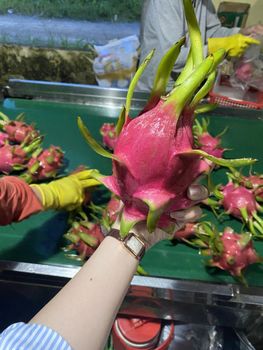 Fresh Dragon Fruits From Viet Nam Purity Clean Origin Vietnam Net Weight 9 Kg Loading Location Hcmc Quality Grade Premium - AN NAM ASIA COMPANY LIMITED - Vietnam