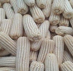 Ugandan Dried Maize Grain - Pearl Organic Farm Produce Uganda - Uganda