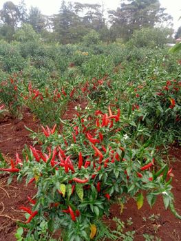 Chilli Color Green, Red - Roxpo exports@gmailcom - Kenya