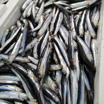 Premium frozen anchovies fresh sea fish whole fish long shelf life quick frozen suitable for export and retail supply - S-SQUAD - France