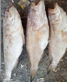 GROUPER FISH - HIGH QUALITY Texture Firm Type FROZEN FISH Flavor Mild And Refined Origin Wild-caught From Clean Tropical Seas - PT Savya Coco Provita - Indonesia
