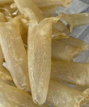 Premium Nile Perch Fish Maw Source Uganda Flavor Delicate Texture Soft, Gelatinous Processing Clean, Dried, Graded Nutritional Highlight Rich In - Forkast International - India