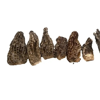 Haoyuan sessile morel mushroom 2-5cm, dried mushroom,mushrooms & truffles - Fushun Haoyuan Trading Co., Ltd. - China