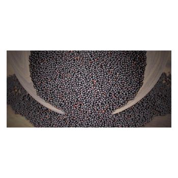 Wholesale canola seeds available for food industry and export business - MASI TRADING GMBH - Germany