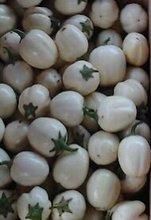 White African Eggplant (Garden Eggs) from k-Dawson Farms White African Eggplant (Garden Eggs) – product photo, Frozen White Eggs products found from trusted suppliers, wholesalers, manufacturers & exporters Listing
