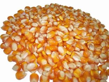 Yellow Maize Corn for Animal & Poultry Feed from Smart Agri GmbH Yellow Maize Corn for Animal & Poultry Feed - Smart Agri GmbH - Germany
