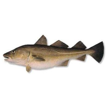 Fresh Whole Fresh Cod Skrei Fish Fish Ready For Export. from TREVEX INTER CO.,LTD Fresh Whole Fresh Cod Skrei Fish Fish Ready For Export. - TREVEX INTER CO.,LTD - Thailand
