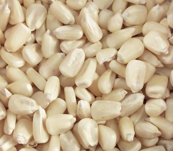 Wholesale White Corn Maize Glutinous Non-GMO for Human Consumption From USA with 2 Year Shelf Life Custom Brand - AGRONOVA - United States