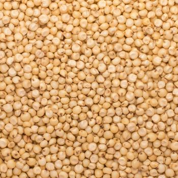 White Sorghum With 98% Purity For Grain Handling Feed Preparation And International Supply Demand - TOSOH INTERNATIONAL - South Africa