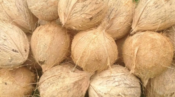 Dry Coconut – product photo, Dry Coconut products found from trusted suppliers, wholesalers, manufacturers & exporters Listing