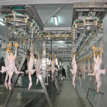 Raniche 1000-10000bph Chicken Slaughtering Equipment MOQ 1 Set Model NO. LSX Condition New HS Code 84385000 Trademark - Qingdao Raniche Machinery Technology Co., Ltd. - China