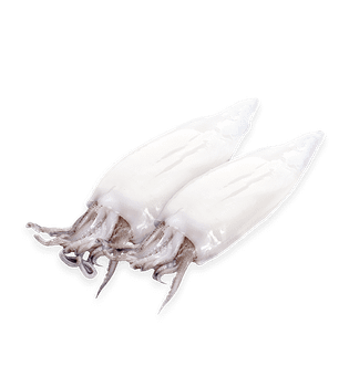 FROZEN RAW SQUID WHOLE CLEANED Packaging 800G Shelf Life 2 YEARS Pricing Offered Nwnc/ Nwfc/ Fwnc/ Fwfc Size Variants U/10, 10/20, 20/40, 40/60 - Netfish India - India