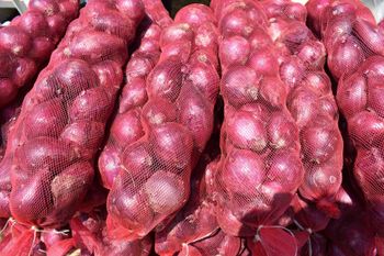Red Onion - RIA AGRI VENTURES LTD, - Uganda