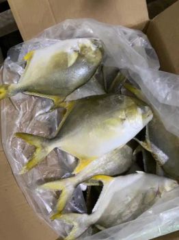 Hot Selling High Quality Delicious Frozen Golden Pompano Fish 600-700g Golden Pomfret - Rizhao Primega Foods Co.,Limited - China