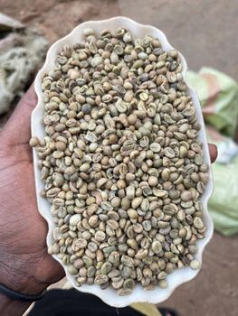Robusta Green Coffee Beans from LEAFY BREWS (U) LIMITED Robusta Green Coffee Beans – product photo, Long Green Beans products found from trusted suppliers, wholesalers, manufacturers & exporters Listing