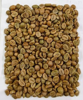 Coffee green bean Indian origin Arabica plantation AA and Robusa Cherry AA - Aveem Corporation DMCC - United Arab Emirates