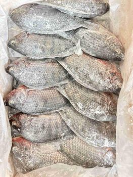 Frozen Tilapia Size Range 100-200g, 200-300g, 300-500g, 500-800g, -  Seven Star Food Co., LImited - China