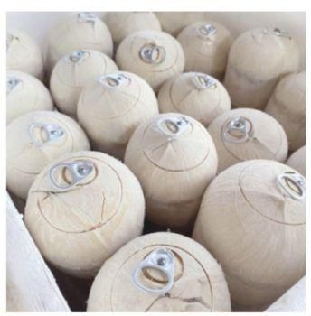 Other Fresh Fruits and vegetables  - Progress World Co.,Ltd. - Thailand