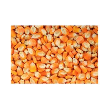 Bulk yellow maize ready for shipment to importers and distributors - Medcompex Gmbh - United Kingdom