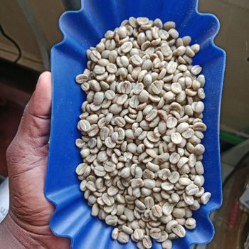 Coffee Green Beans AA Organic Yes Decaffeinated No Bean Type Arabica Degree of Processing Washed - Lukuyu - Kenya