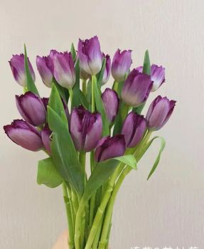 High Quality Fresh Cut Tulip Flower Purple Tulip Feature Fresh Model NO. 551 Origin Kunming Material Nature HS Code - Kunming Gold Petal Co., Ltd. - China