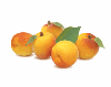 Product – product photo, Dried Kiwi Fruit products found from trusted suppliers, wholesalers, manufacturers & exporters Listing