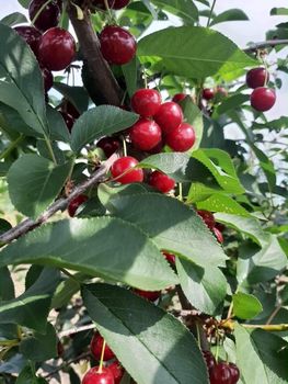 Sour Cherries Organic No Fruit Content > 90% Variety Apricot, Cherry, Plum, sour cherry - Juglans Regia - Moldova, Republic of
