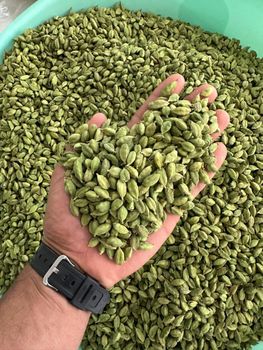 Alappy Green cardamom - 8mm from PureNest Ventures PVT LTD Alappy Green cardamom - 8mm - PureNest Ventures PVT LTD - India