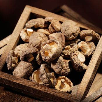 mushroom - SOURCE GLOBAL TRADING GROUP - South Africa